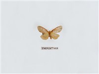 藏品(紅斑美苔蛾)的圖片